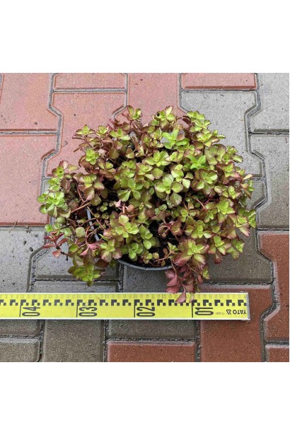 Очиток помилковий Вуду  - 3л/вис.5-10см/Ø10-15см